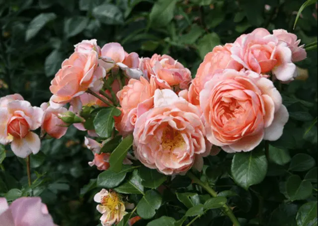 Rose Elizabeth Stuart (Elizabeth Stuart): variety description, photo