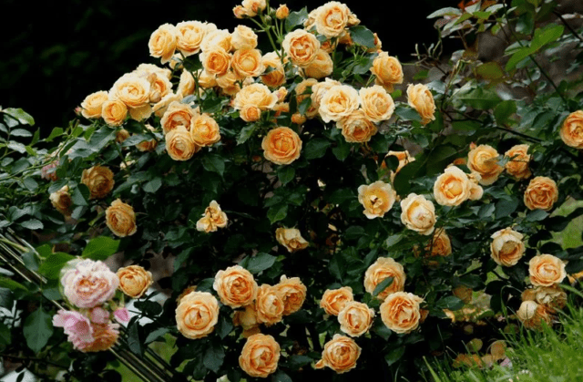 Rose Elizabeth Stuart (Elizabeth Stuart): variety description, photo