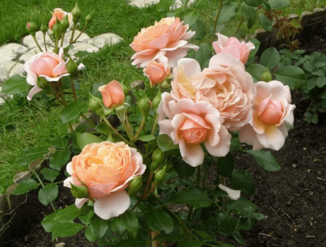 Rose Elizabeth Stuart (Elizabeth Stuart): variety description, photo