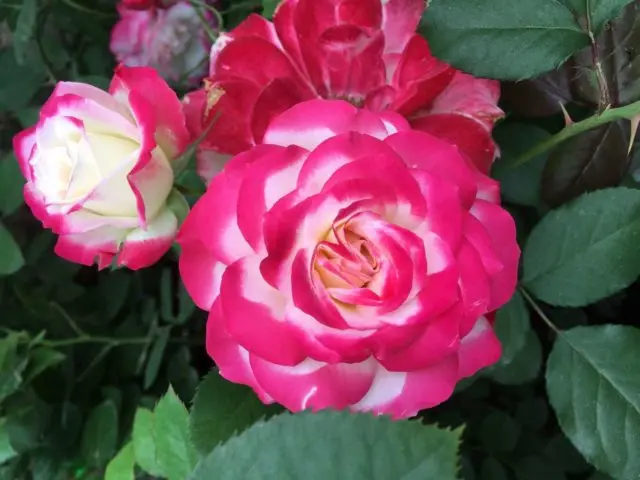 Rose floribunda Jubile du Prince de Monaco