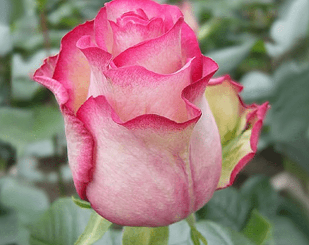 Rose floribunda varieties Carousel (Carousel)