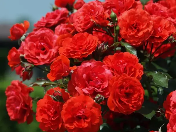 Rose grafting: secrets and features of budding