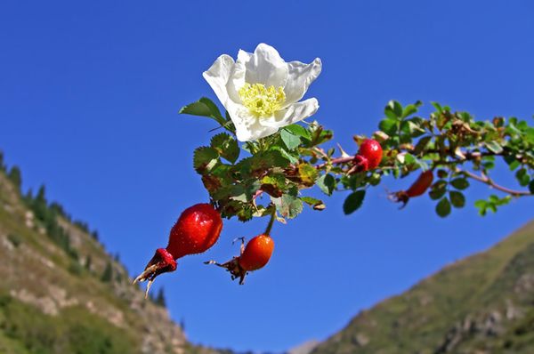 Rose grafting: secrets and features of budding