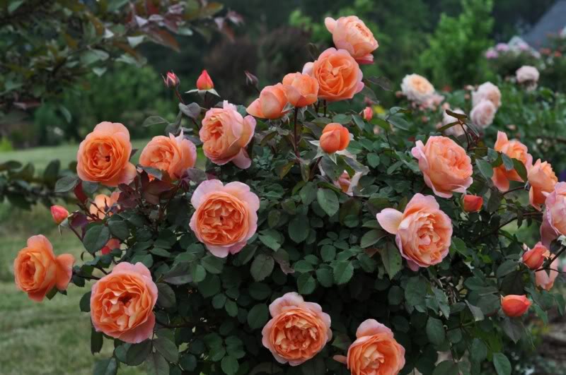 Rose Lady of Shallot: description, characteristics and care