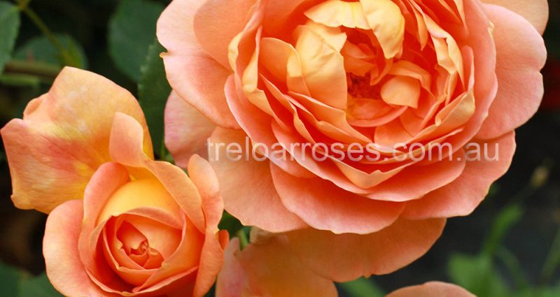 Rose Lady of Shallot: description, characteristics and care