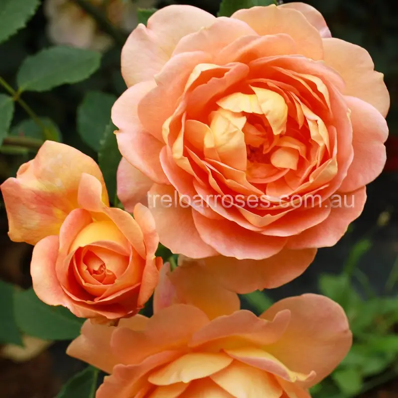 Rose Lady of Shallot: description, characteristics and care