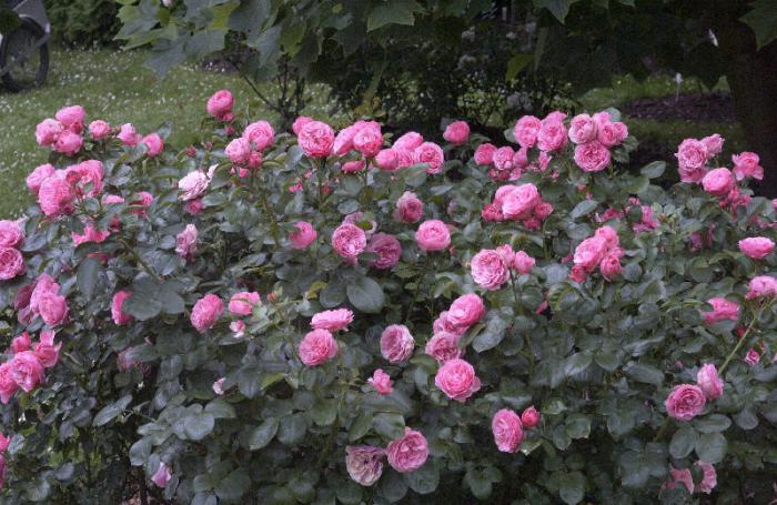 Rose Leonardo da Vinci - a magnificent royal bush