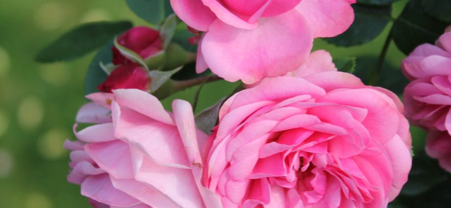 Rose Leonardo da Vinci &#8211; a magnificent royal bush