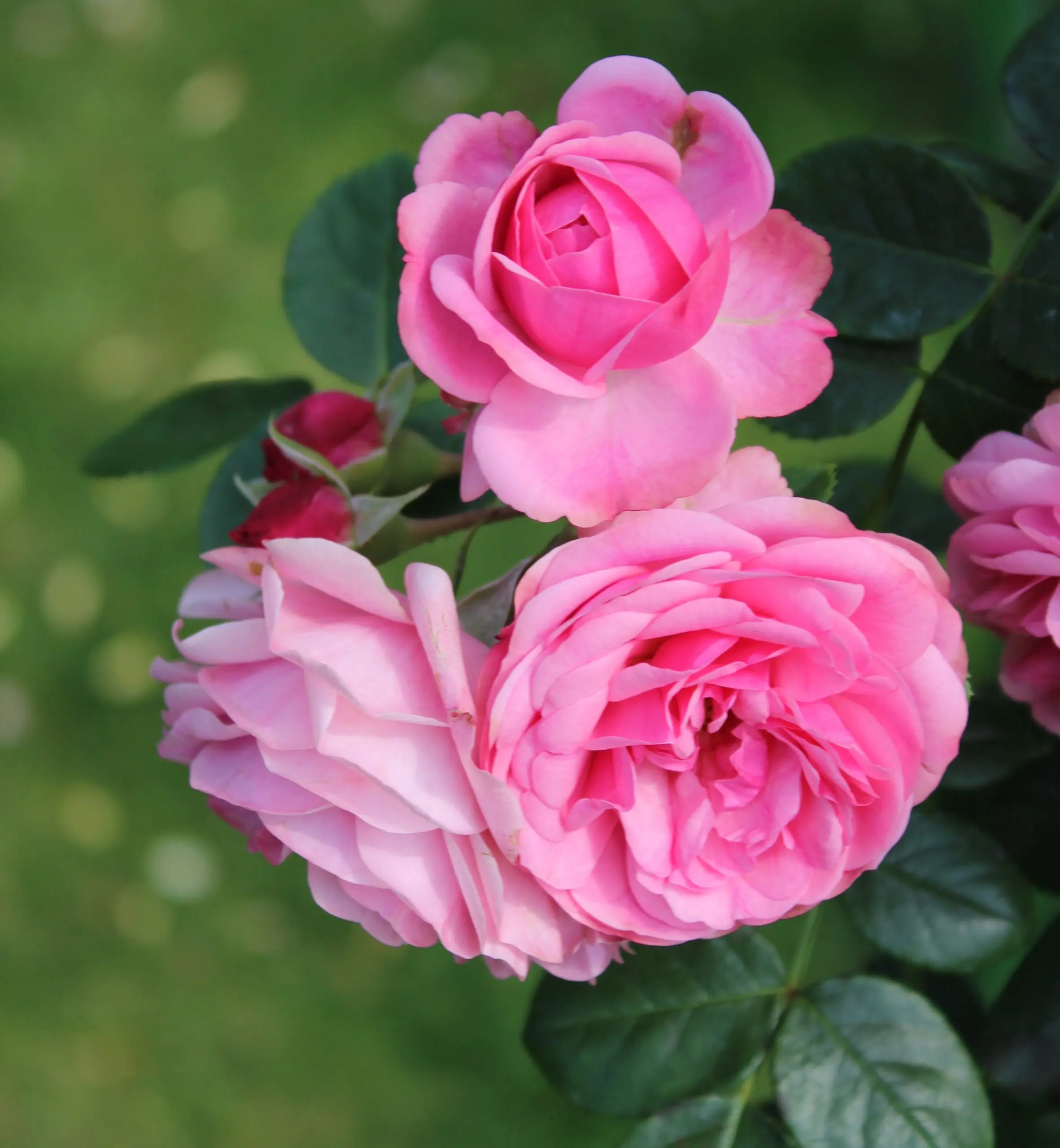 Rose Leonardo da Vinci &#8211; a magnificent royal bush