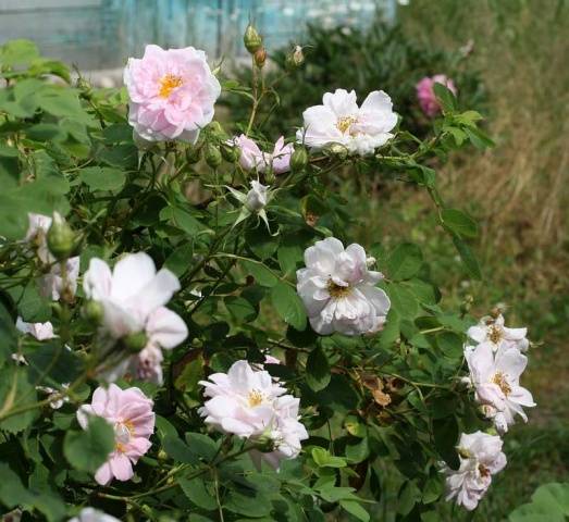 Rose multiflora everblooming mini Garden Aroma: photos, reviews