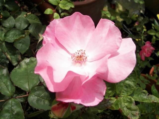 Rose multiflora everblooming mini Garden Aroma: photos, reviews