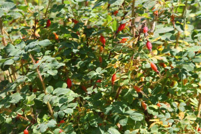 Rose (rose hip) needle: description, useful properties, photo