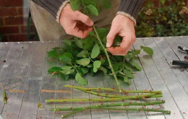 Rose (rose hip) wrinkled (rose rugosa): description, benefits and harms