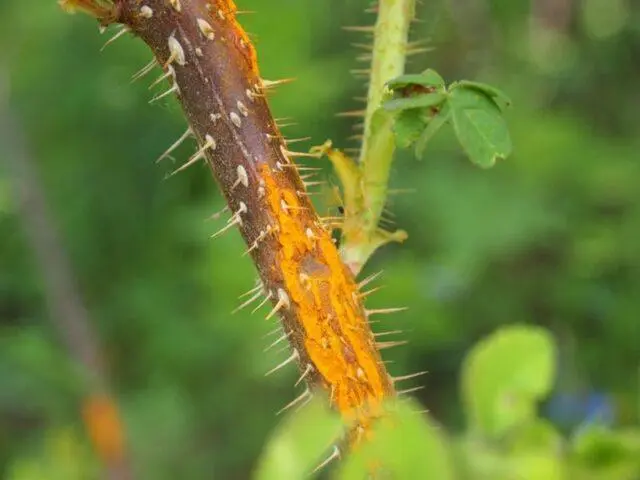 Rose (rose hip) wrinkled (rose rugosa): description, benefits and harms