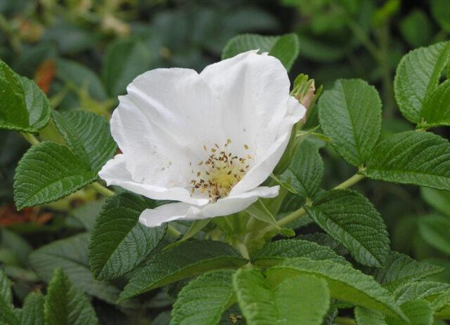 Rose (rose hip) wrinkled (rose rugosa): description, benefits and harms