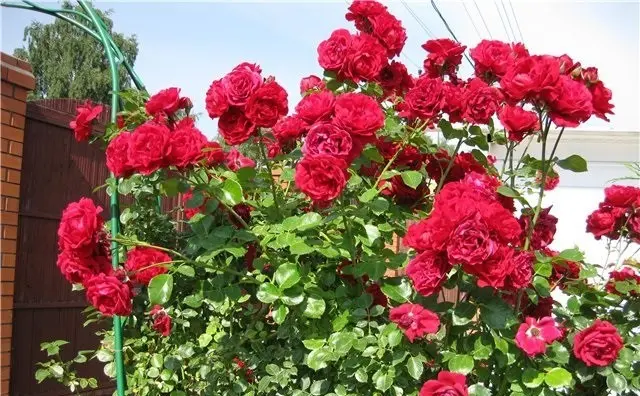 Rose Santana - a climbing beauty in your garden