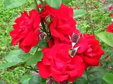 Rose Santana - a climbing beauty in your garden