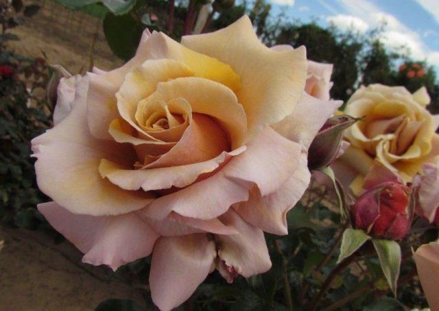 Rose variety Magic Moment (Magic Moment): photo and description