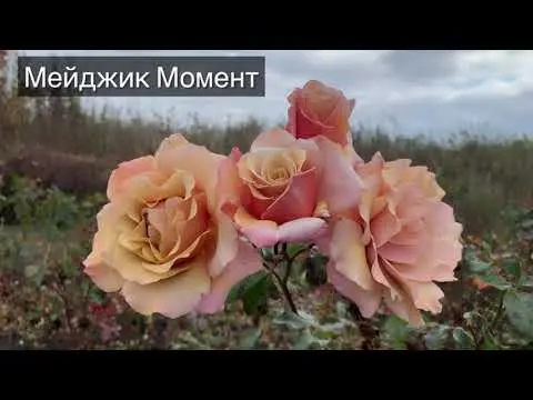 Rose variety Magic Moment (Magic Moment): photo and description