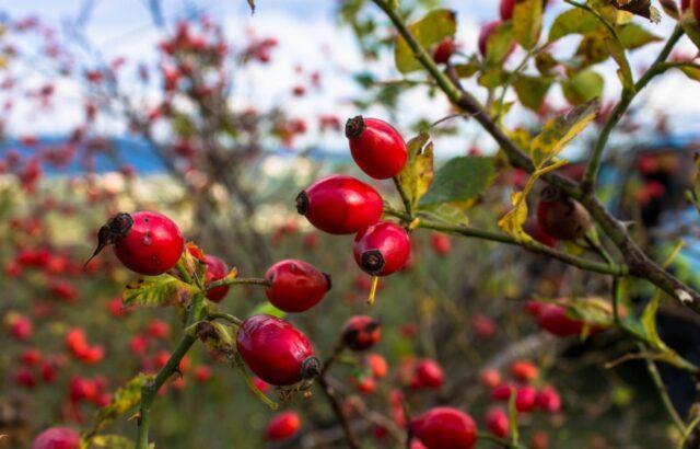 Rosehip juice: benefits and harms, how to make at home