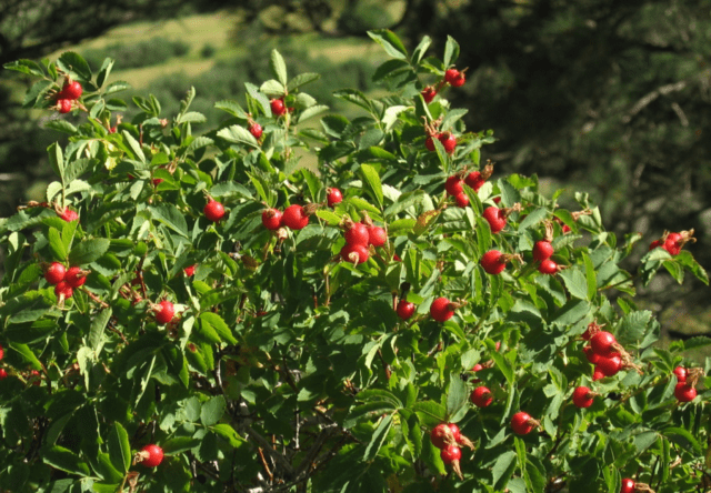 Rosehip: medicinal properties and use, contraindications