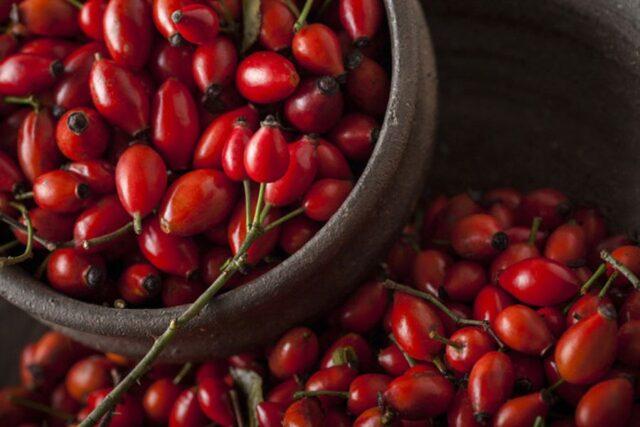 Rosehip: medicinal properties and use, contraindications