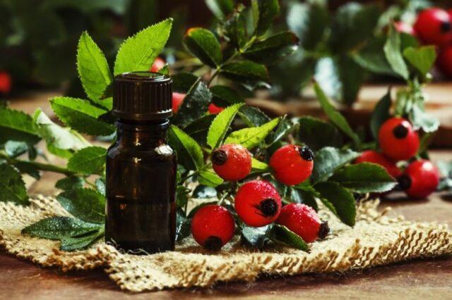 Rosehip oil: benefits and harms, instructions for use