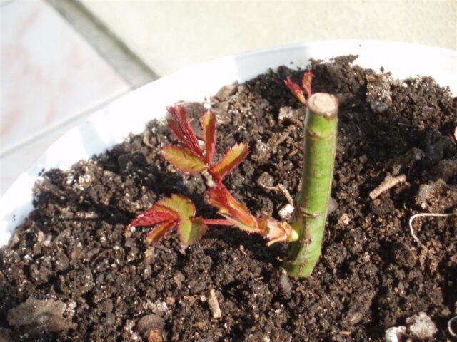 Rosehip propagation by cuttings: spring, summer, autumn