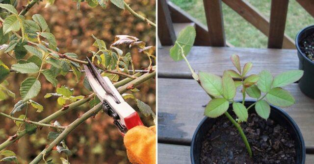 Rosehip propagation by cuttings: spring, summer, autumn