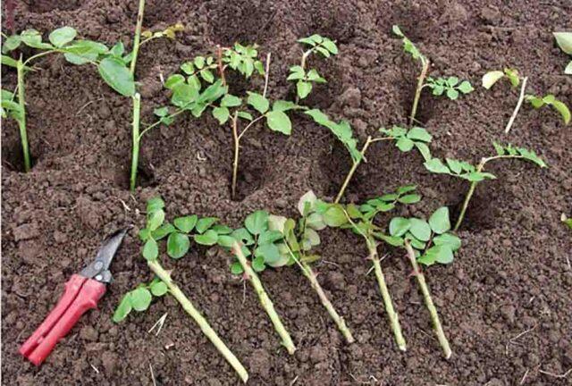 Rosehip propagation by cuttings: spring, summer, autumn