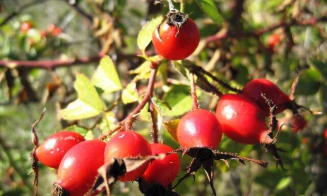 Rosehip propagation by cuttings: spring, summer, autumn