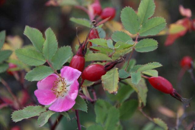 Rosehip propagation by cuttings: spring, summer, autumn