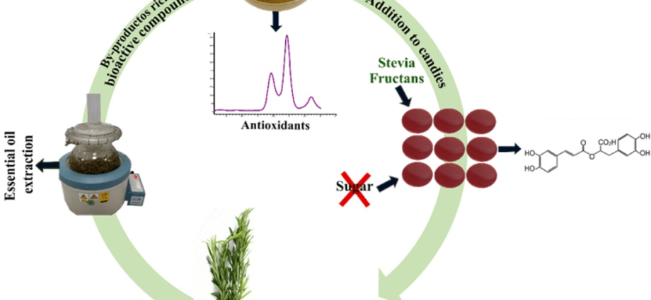 Rosemary &#8211; active substances, properties, application [EXPLAINED]