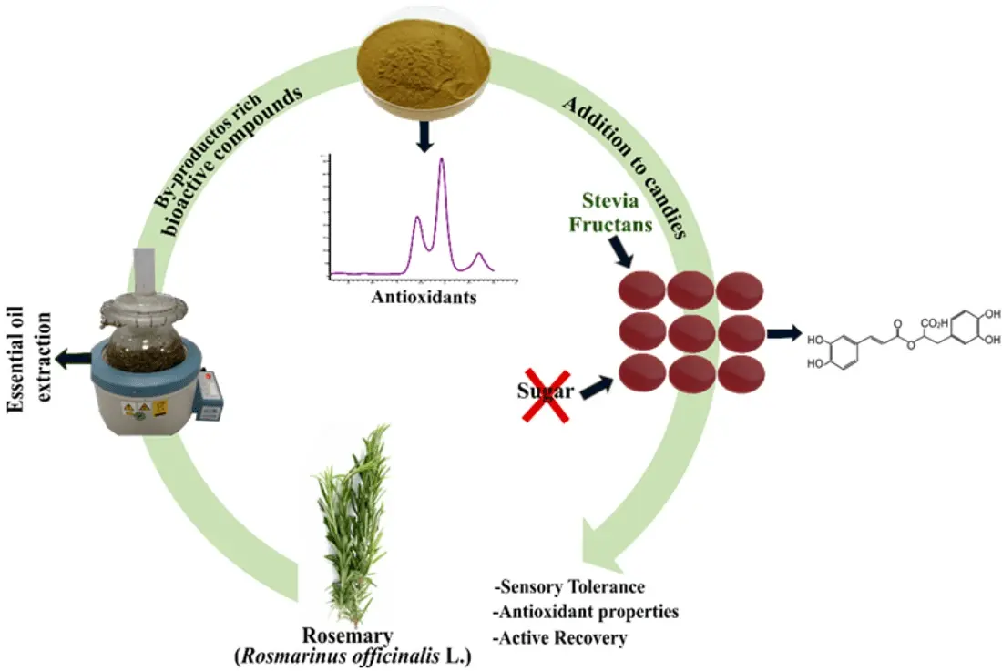 Rosemary &#8211; active substances, properties, application [EXPLAINED]