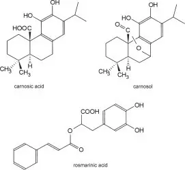 Rosemary &#8211; chemical composition and properties