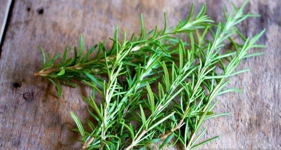 Rosemary: growing and proper care of a fragrant plant