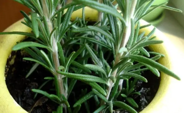 Rosemary: growing and proper care of a fragrant plant