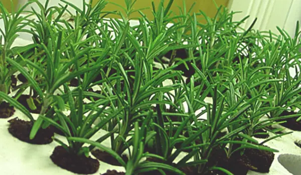 Rosemary: growing and proper care of a fragrant plant