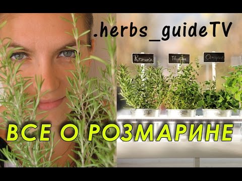 Rosemary: growing and proper care of a fragrant plant