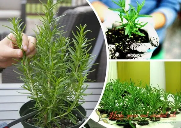 Rosemary: growing and proper care of a fragrant plant