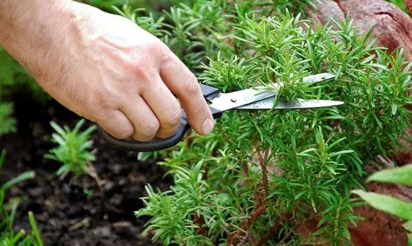 Rosemary: growing and proper care of a fragrant plant