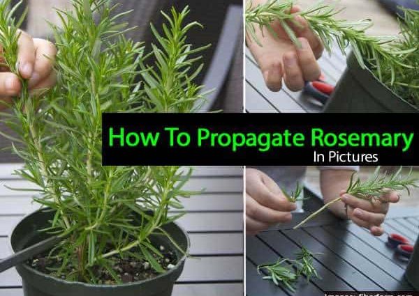 Rosemary: growing and proper care of a fragrant plant