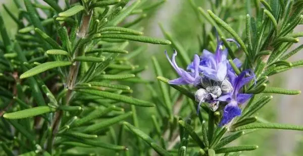 Rosemary: growing and proper care of a fragrant plant