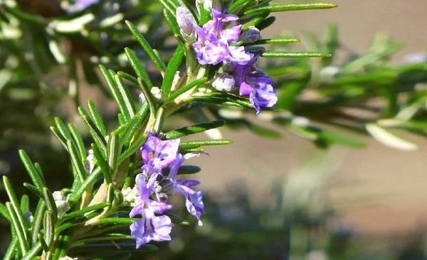 Rosemary: growing and proper care of a fragrant plant