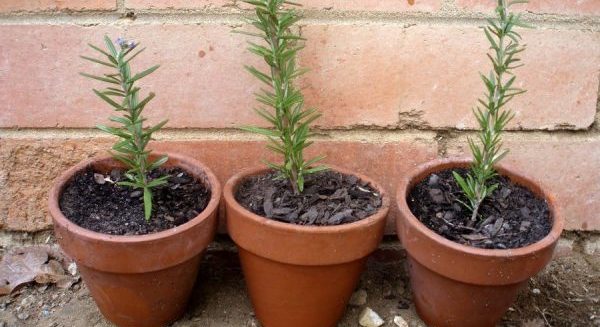 Rosemary: growing and proper care of a fragrant plant