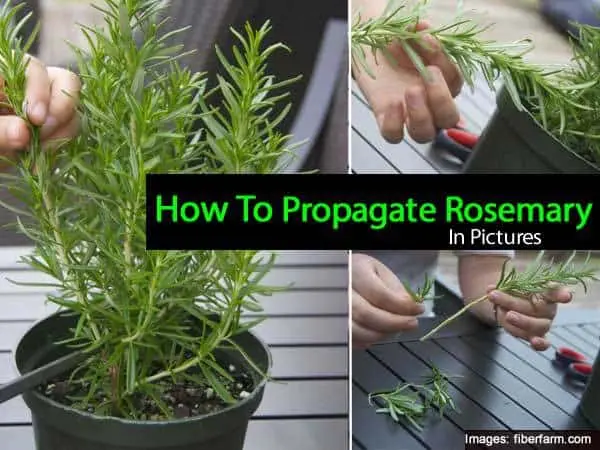 Rosemary: growing and proper care of a fragrant plant