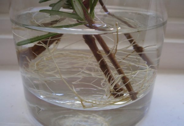 Rosemary: growing in an apartment in a pot