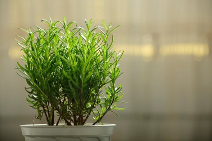 Rosemary: growing in an apartment in a pot