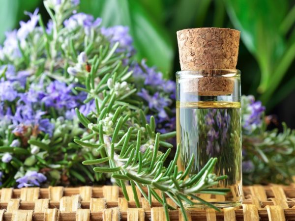 Rosemary: growing in an apartment in a pot