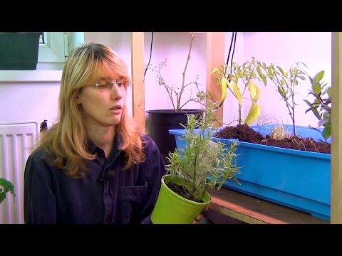 Rosemary: growing in an apartment in a pot